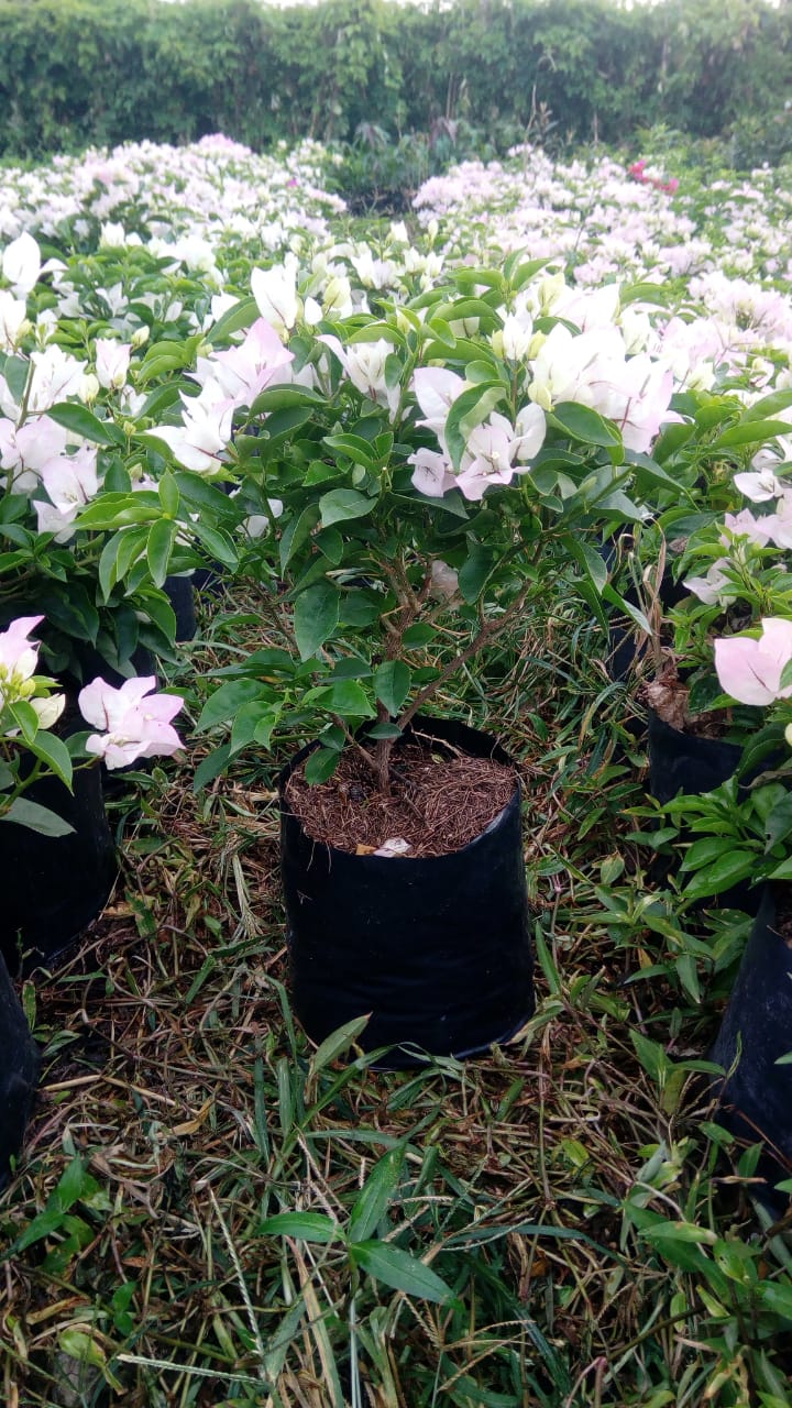 8495 viveros valle verde