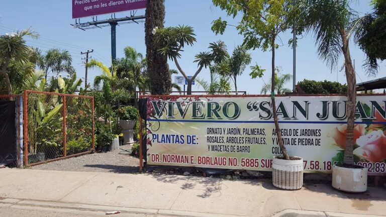 8497 vivero 8220san juan8221 768x432