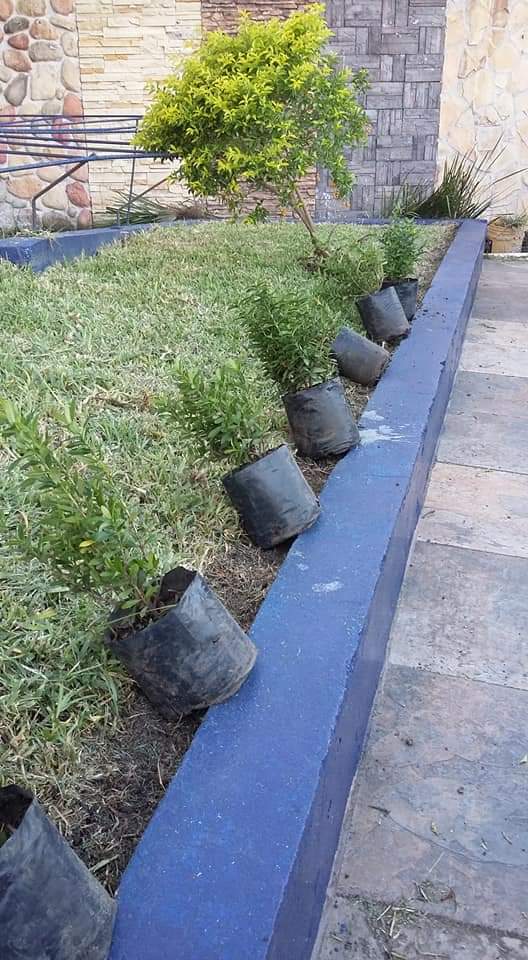 8509 little gardenjardineria pepe