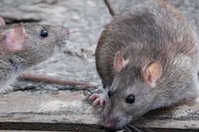 8633 fumigaciones profesionales premier