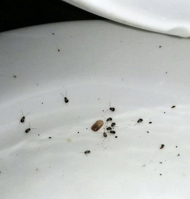 8681 fumigaciones ecologicas de chiapas 768x806