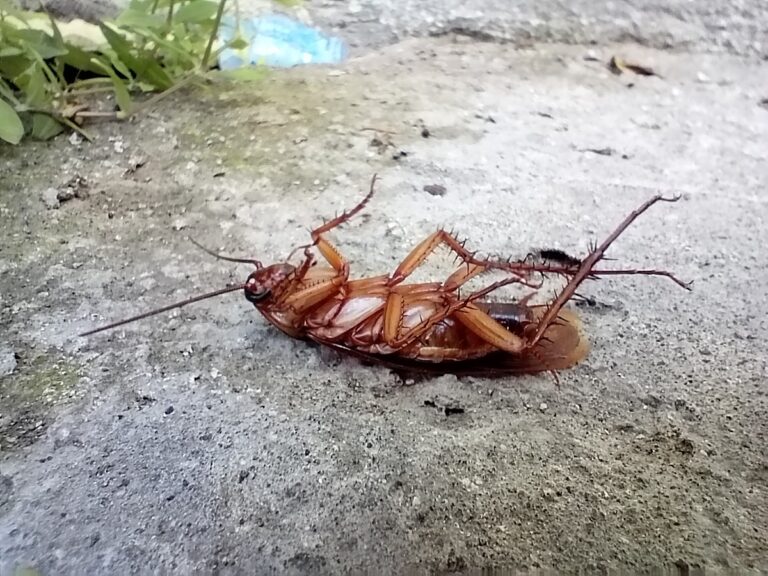 8779 servicios profesionales de manejo de plagas 768x576