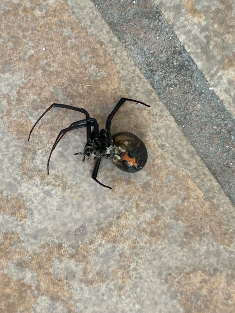 8889 vida control de plagas 768x1024