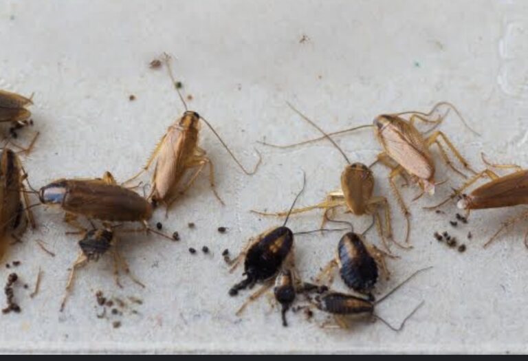 8891 fumigante para chinche 768x525