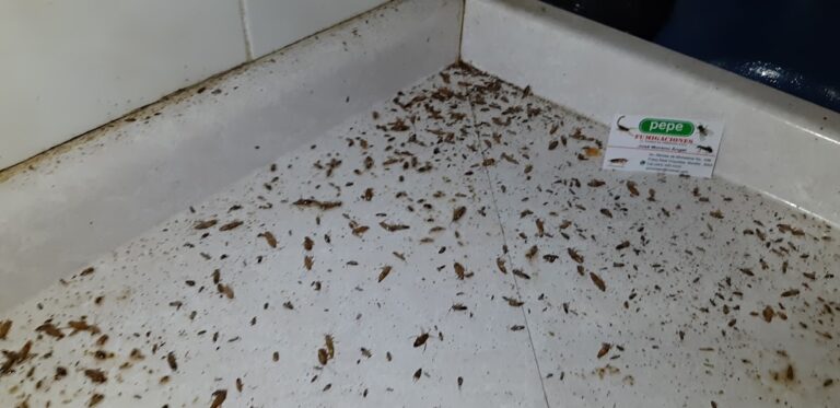 8960 pepe fumigaciones 768x373