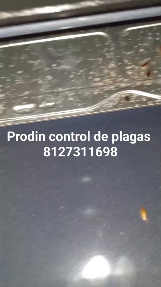 9045 fumigaciones prodin control de plagas s.a. de c.v