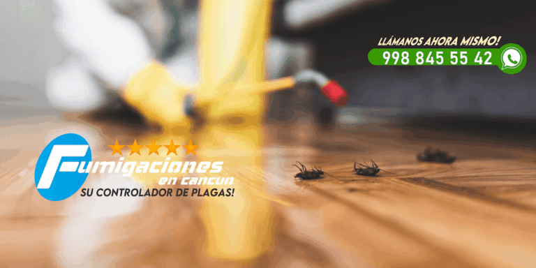 9113 fumigaciones cancun express 768x384