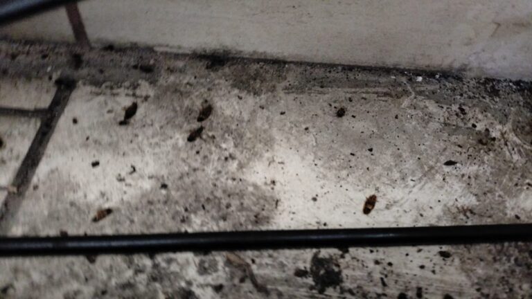 9145 fumigaciones grupo zargo 768x432