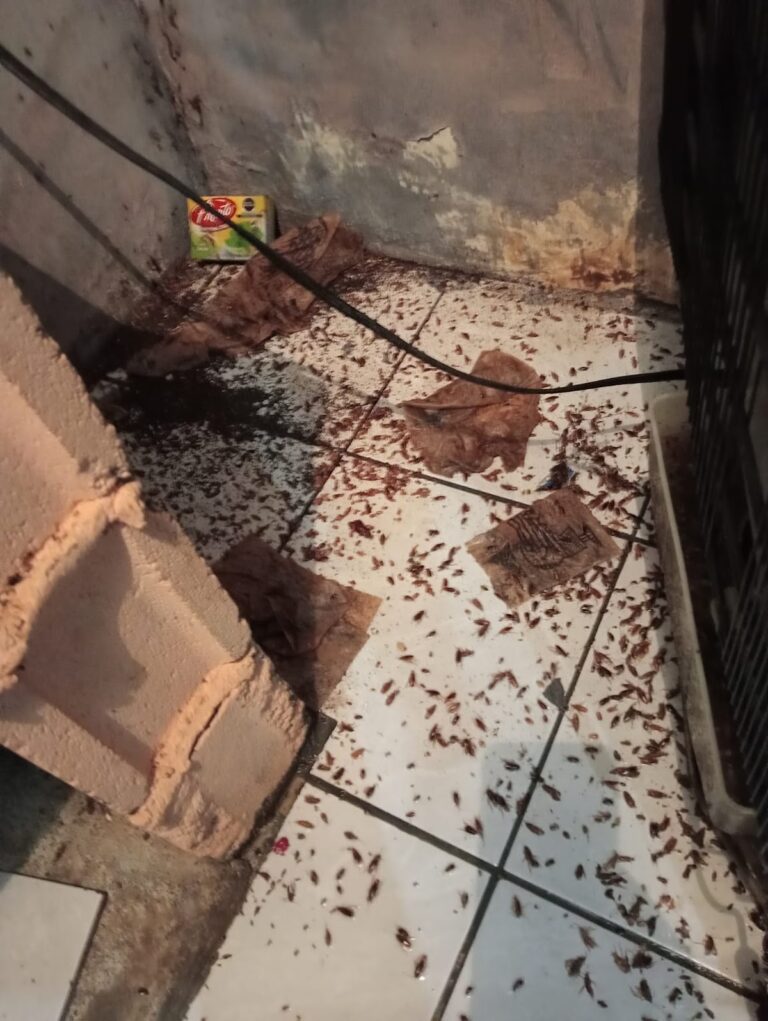 9246 fumigaciones matamoros 768x1021