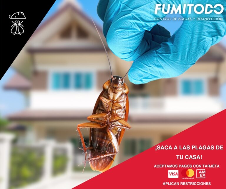 9266 fumigaciones fumitodo 768x644