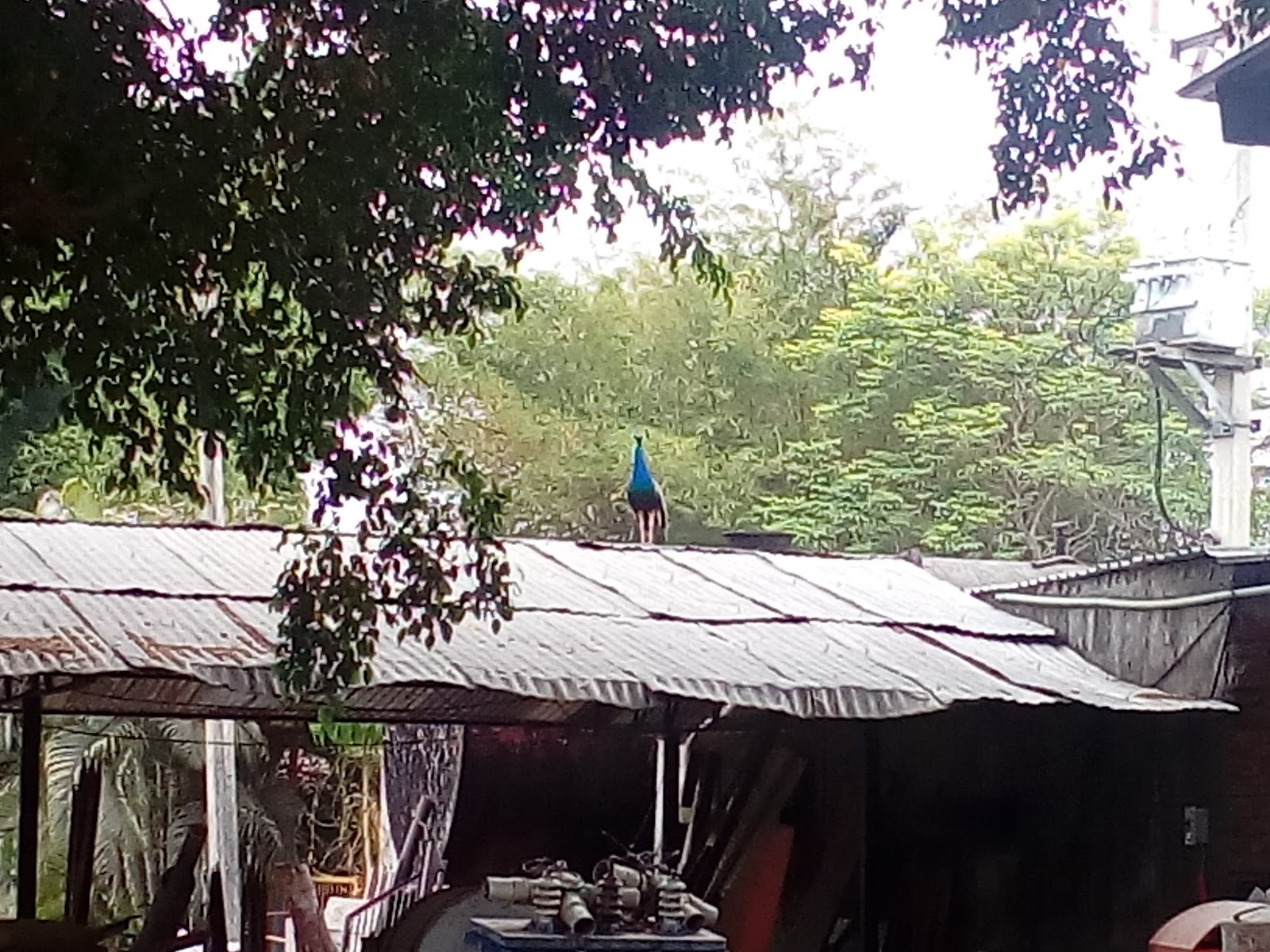 leetx-google-photo-46763-1