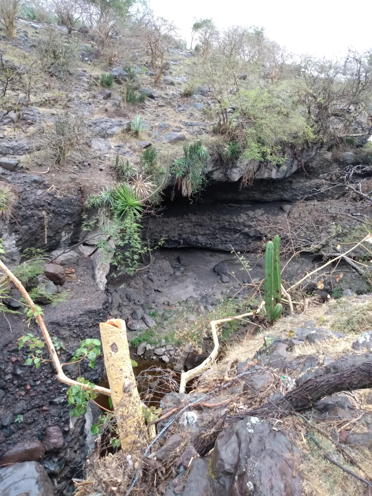 leetx-google-photo-47354-1