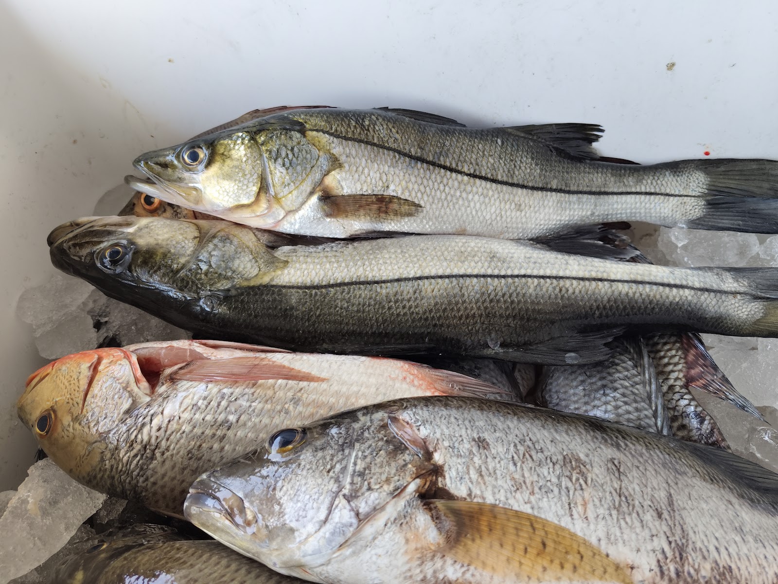 leetx-google-photo-69112-1