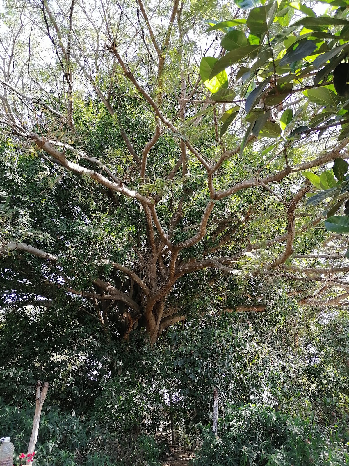 leetx-google-photo-71554-4 leetx-google-photo-71554-4