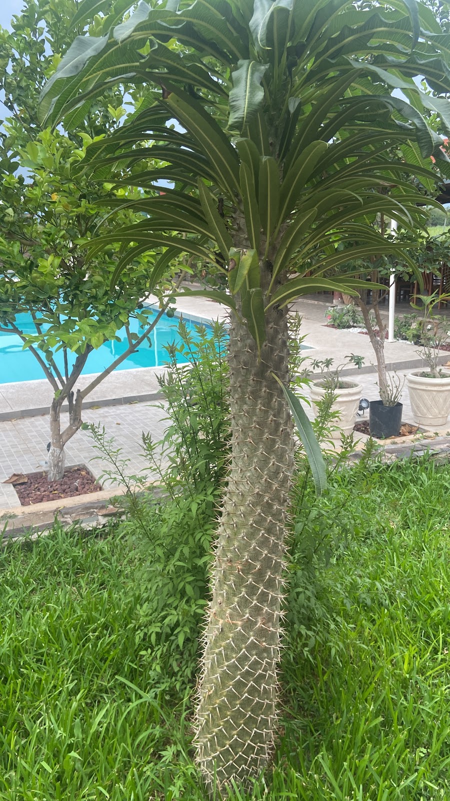 leetx-google-photo-71616-2 leetx-google-photo-71616-2