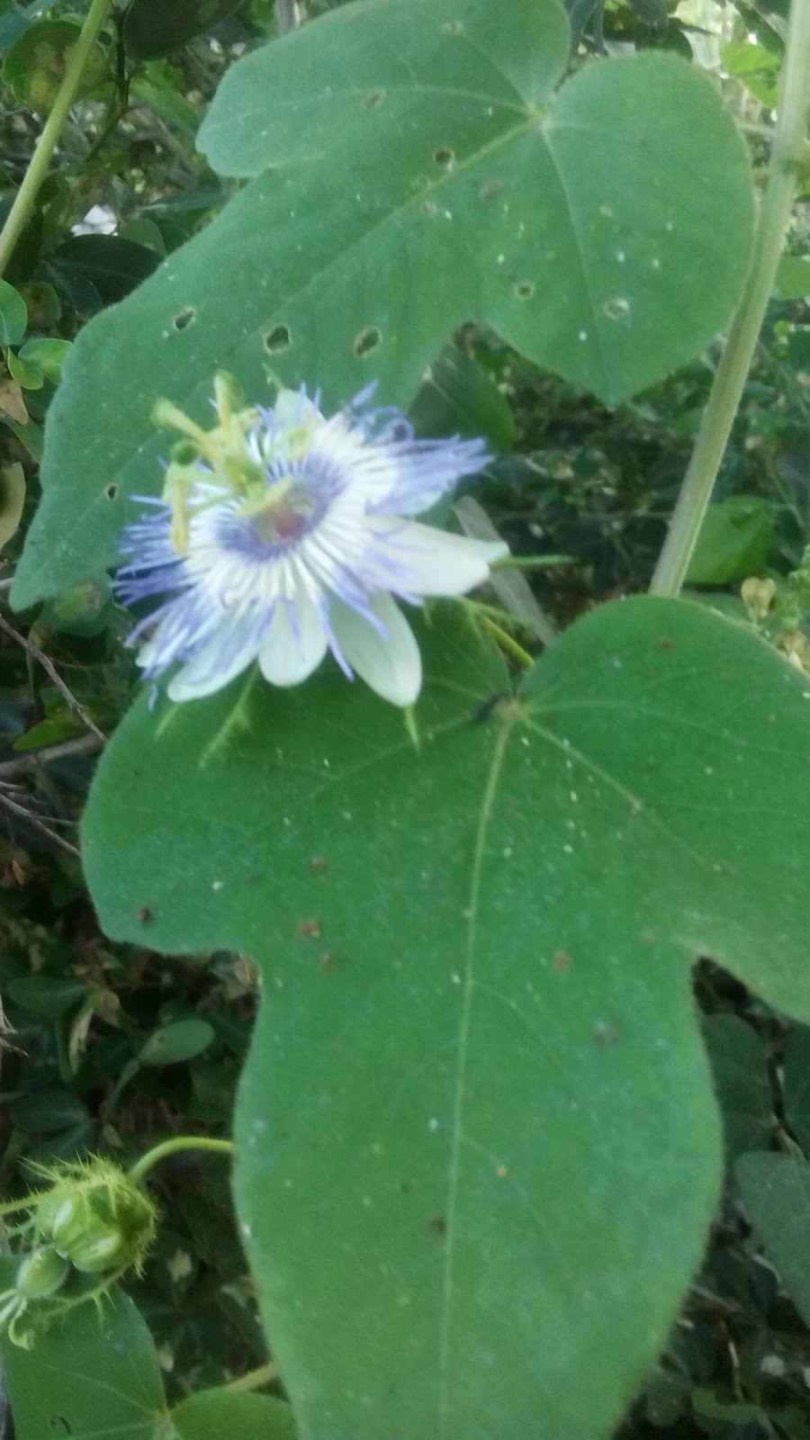 leetx-google-photo-71626-1