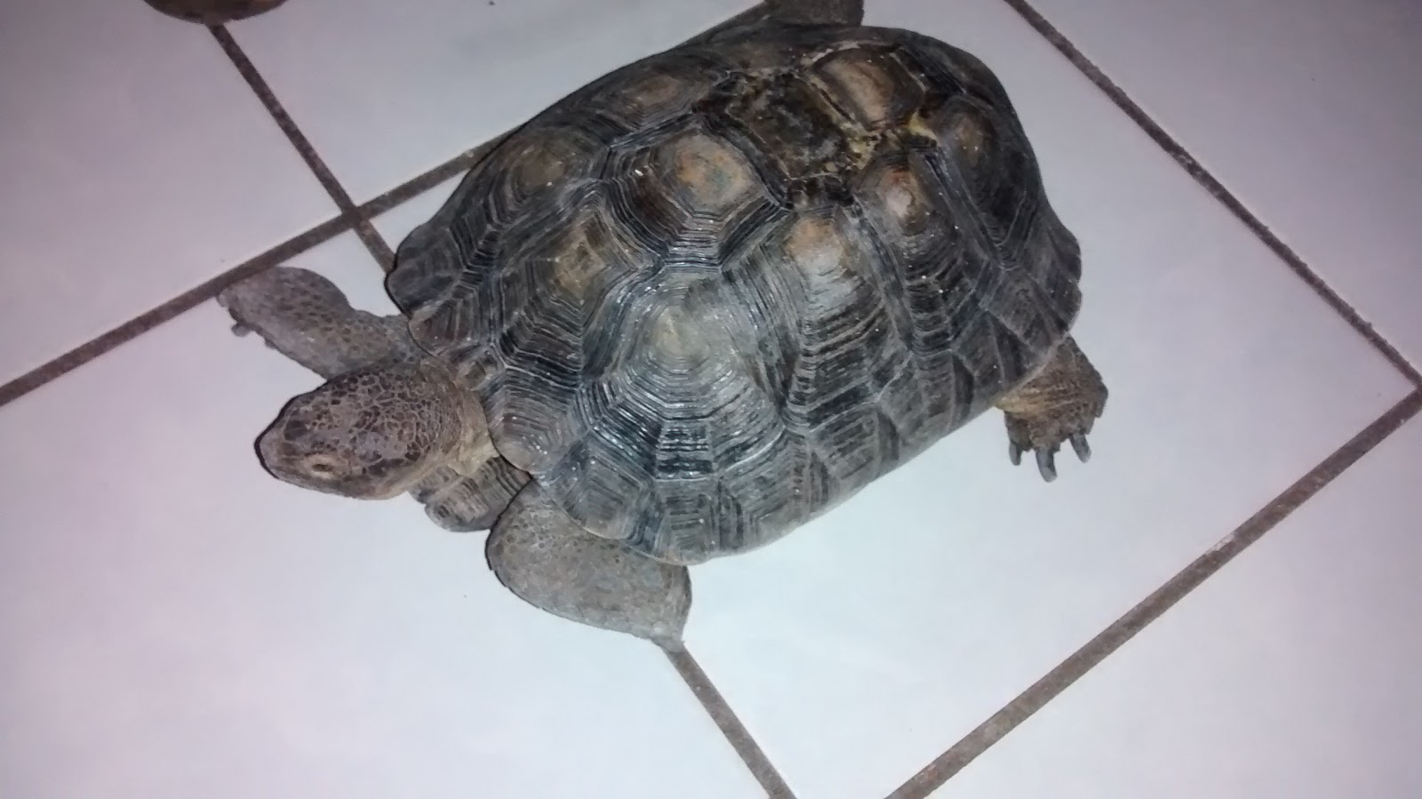 leetx-google-photo-74867-1