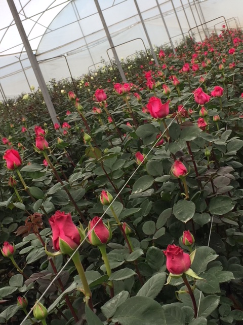 leetx-google-photo-75705-2 leetx-google-photo-75705-2