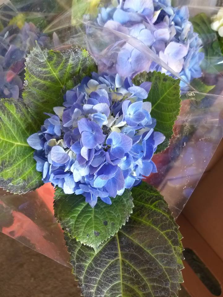 leetx-google-photo-75705-4 leetx-google-photo-75705-4