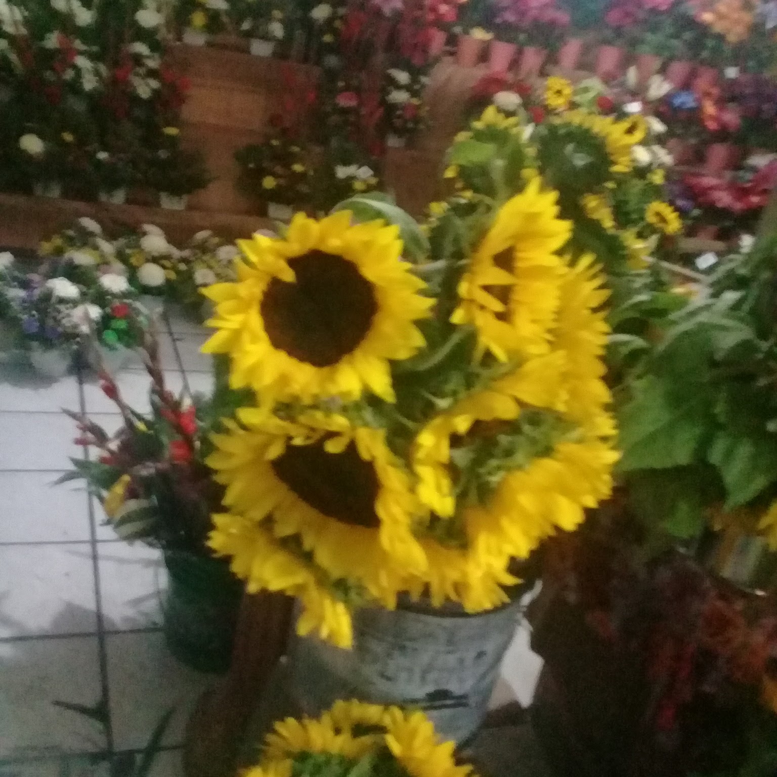 leetx-google-photo-75715-7 leetx-google-photo-75715-7