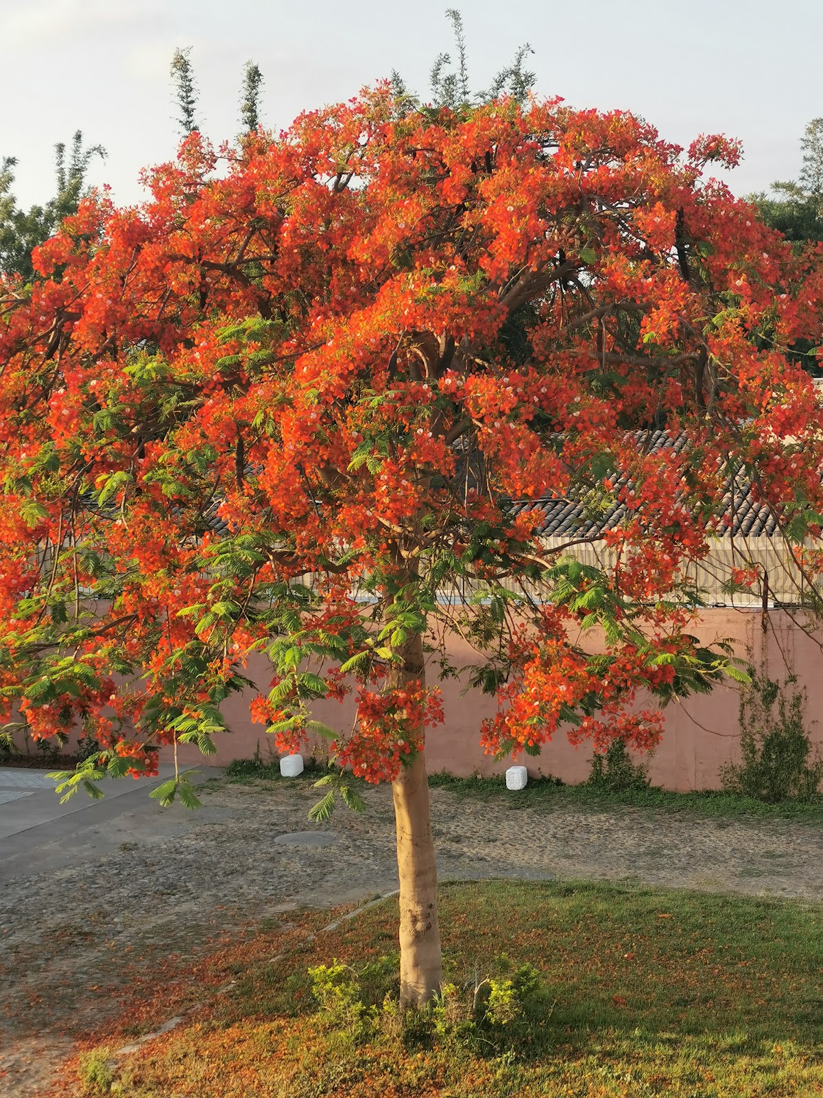 leetx-google-photo-78782-3 leetx-google-photo-78782-3