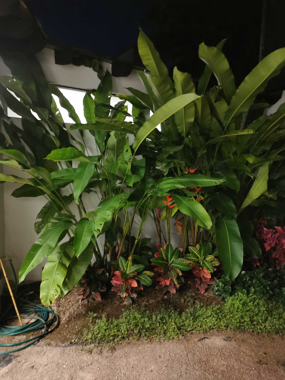 leetx-google-photo-78782-4 leetx-google-photo-78782-4