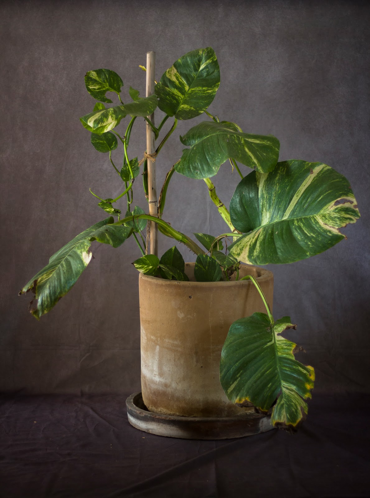 leetx-google-photo-78851-1