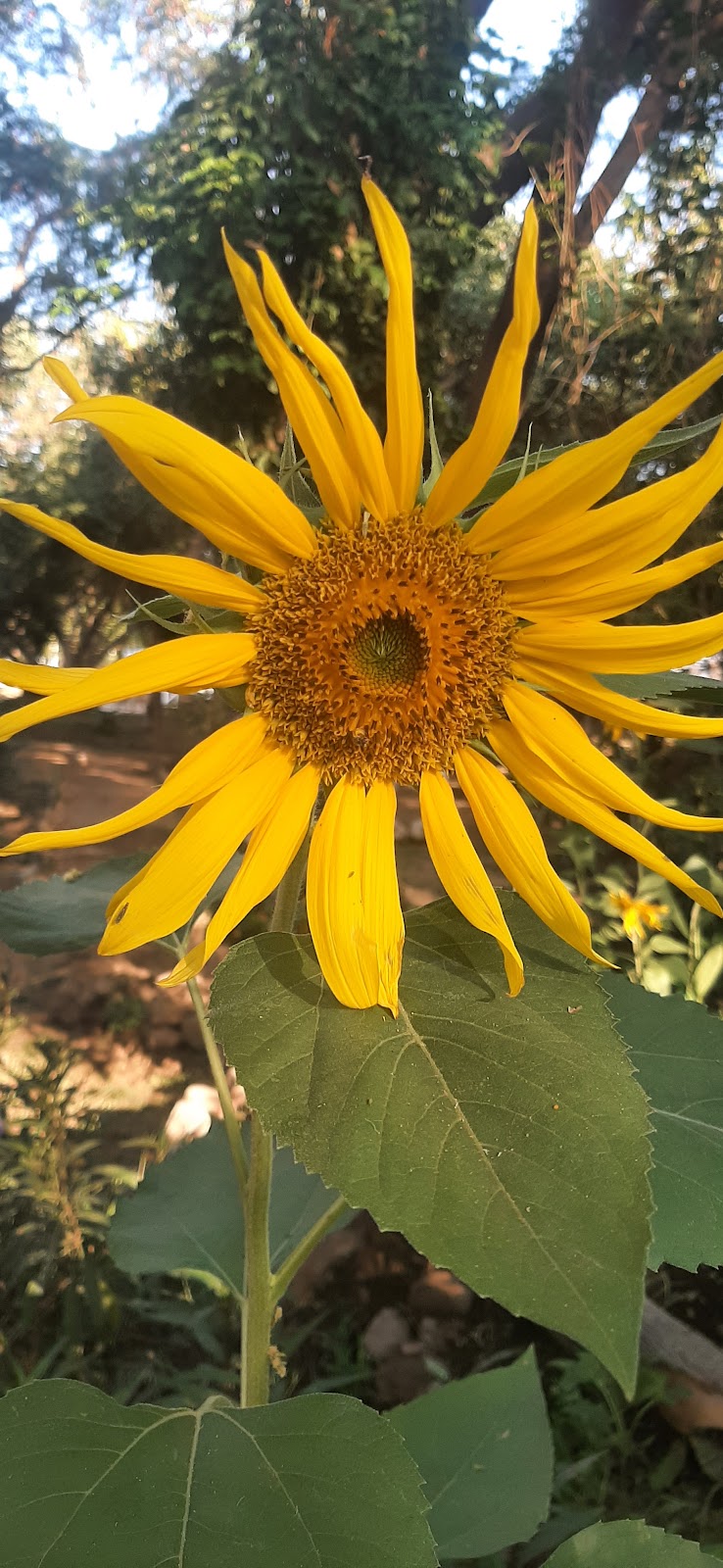 leetx-google-photo-80862-1