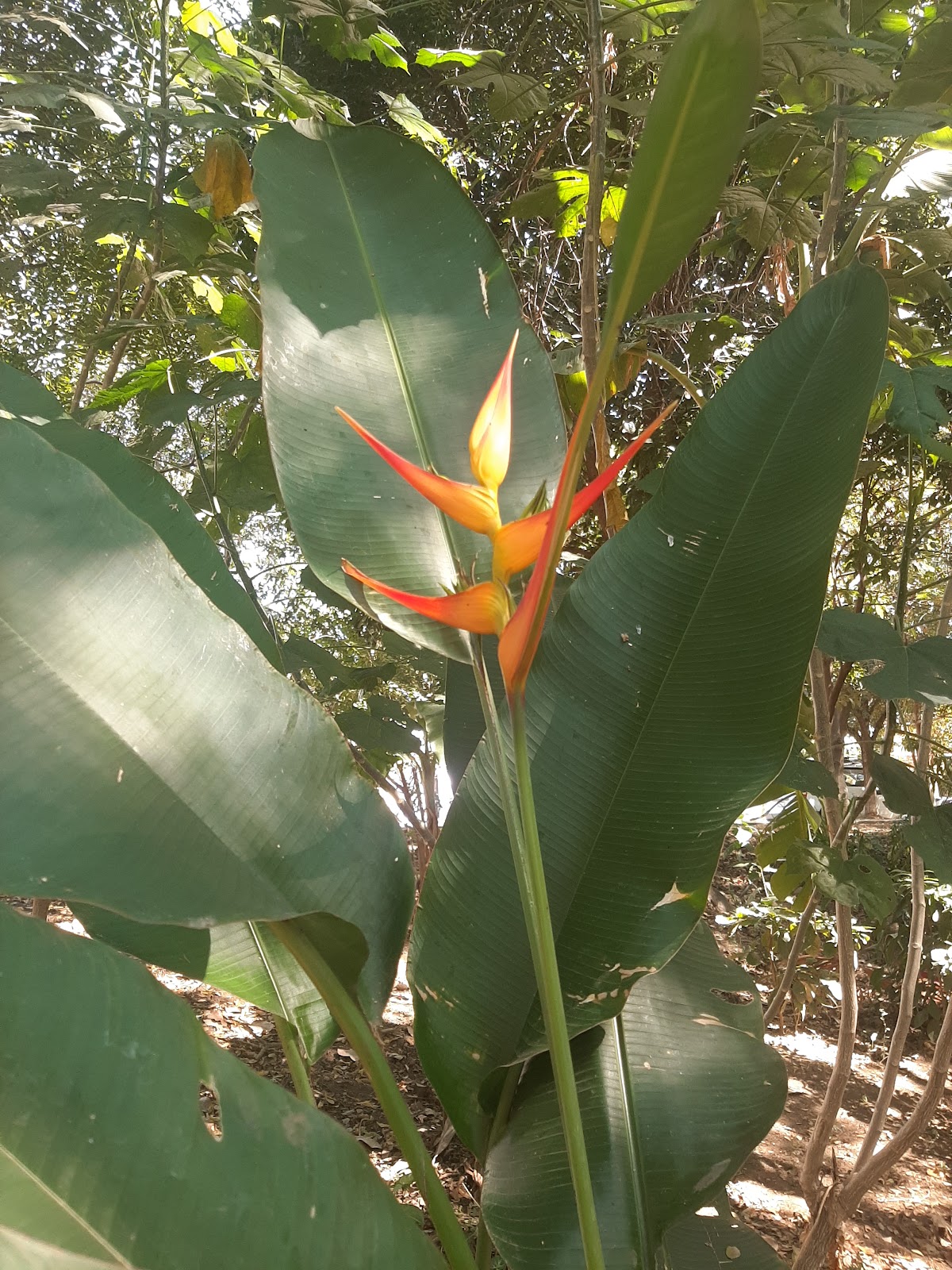 leetx-google-photo-80862-5 leetx-google-photo-80862-5