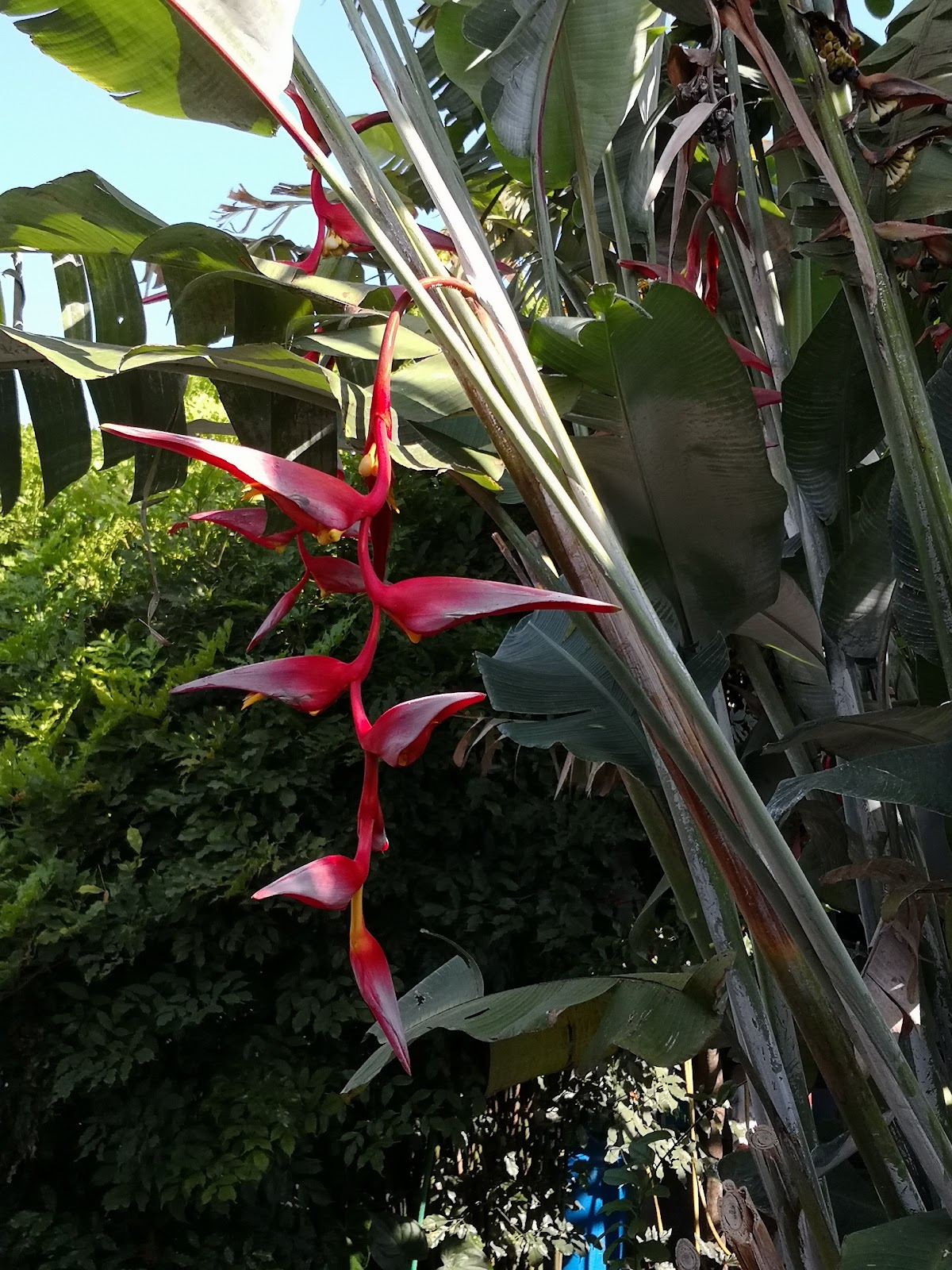 leetx-google-photo-82941-1