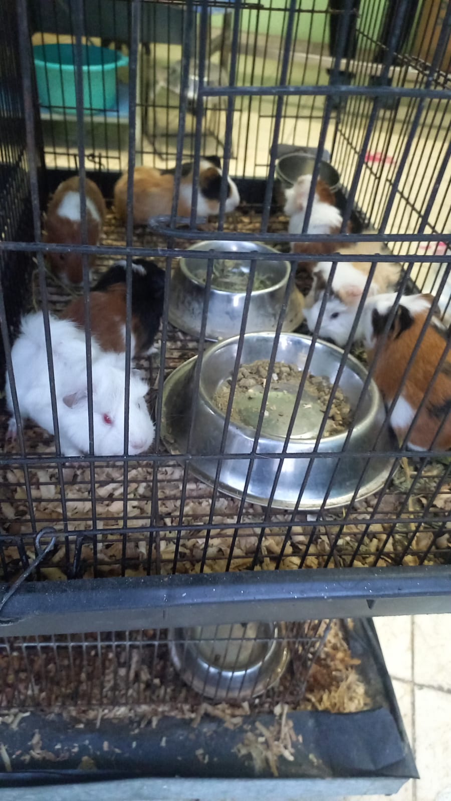 leetx-google-photo-85757-1