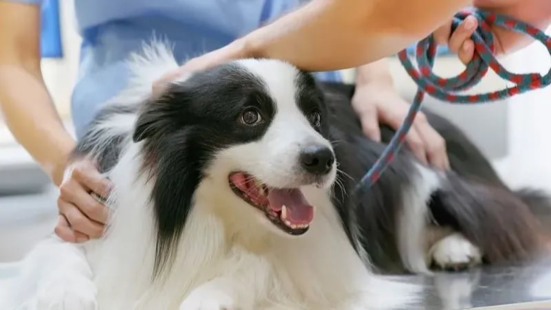 leetx-google-photo-85818-1