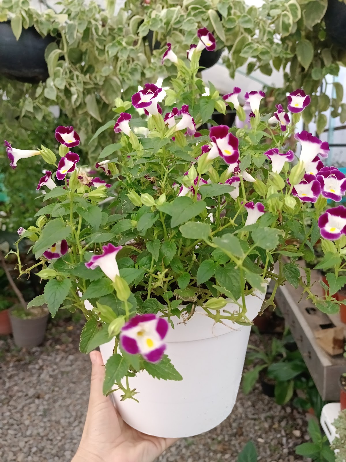 leetx-google-photo-85869-1