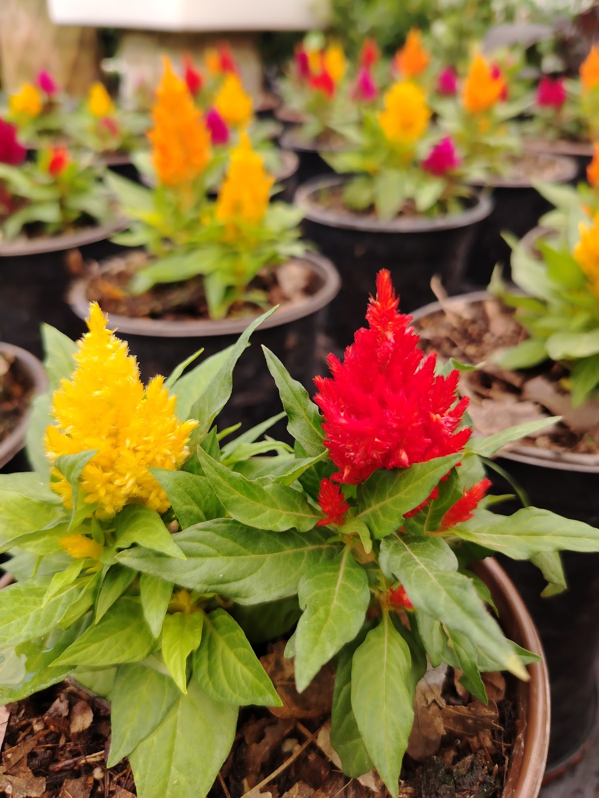 leetx-google-photo-85876-1