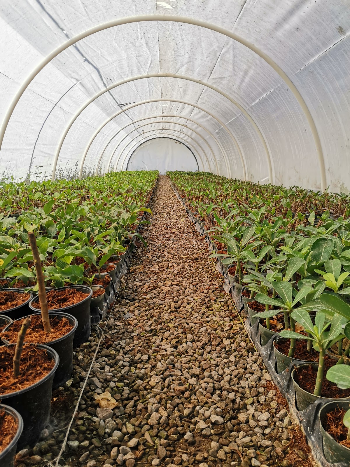 leetx-google-photo-85983-1