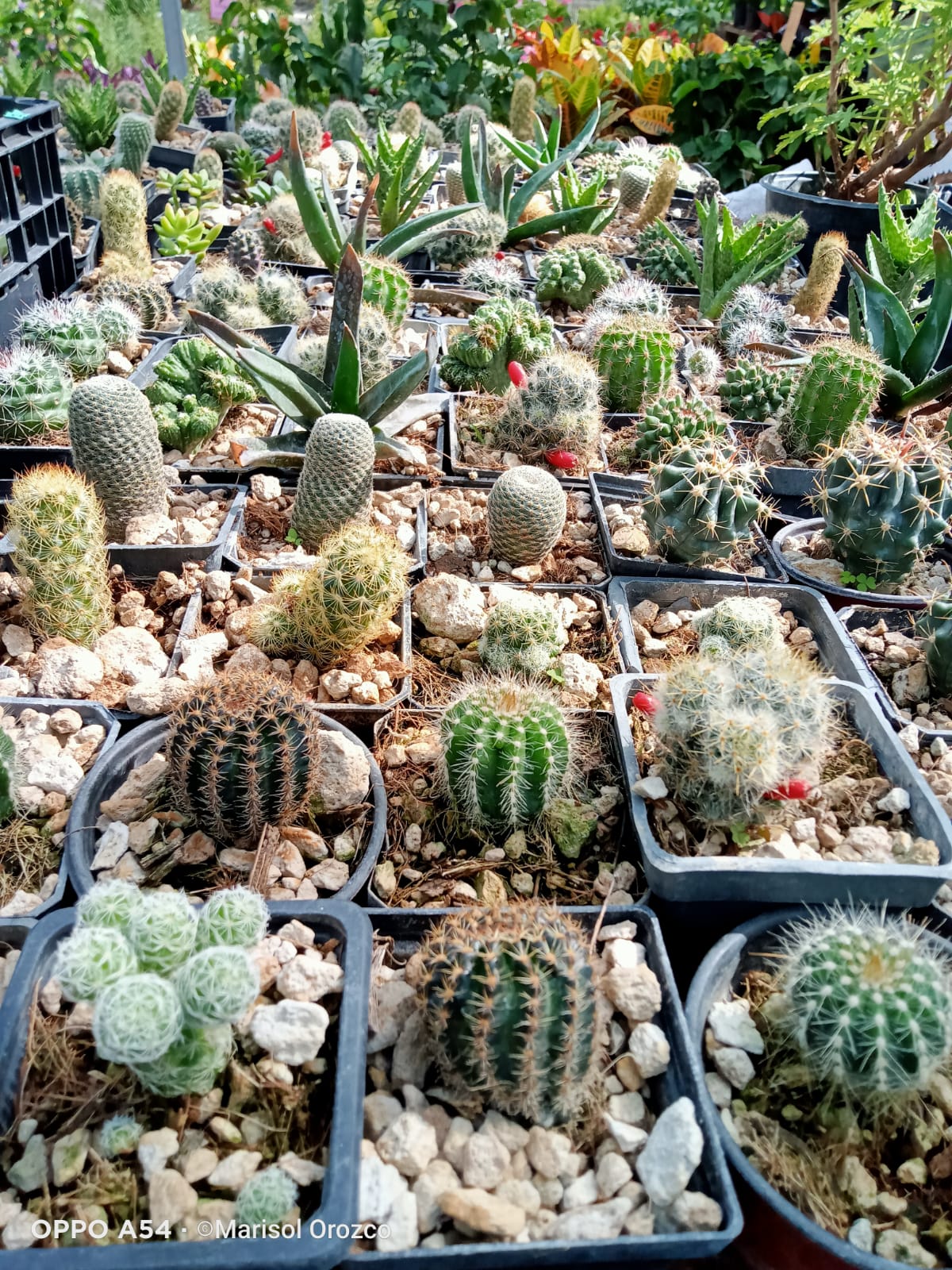 leetx-google-photo-85993-1