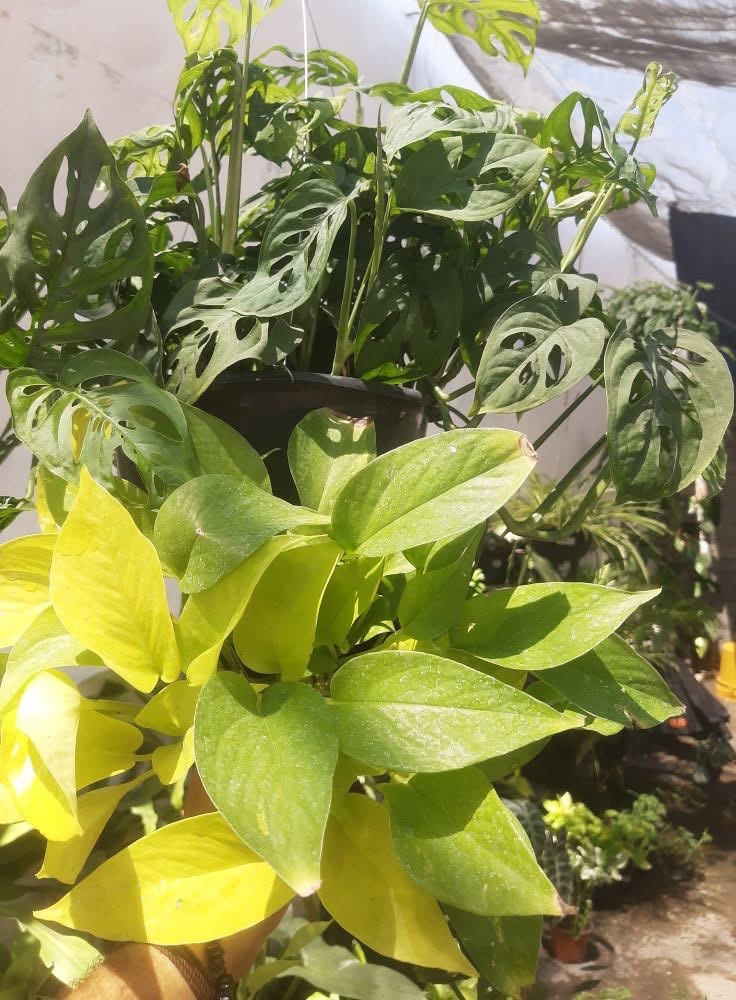 leetx-google-photo-86003-1