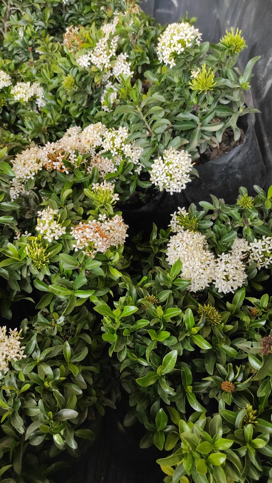 leetx-google-photo-86029-1