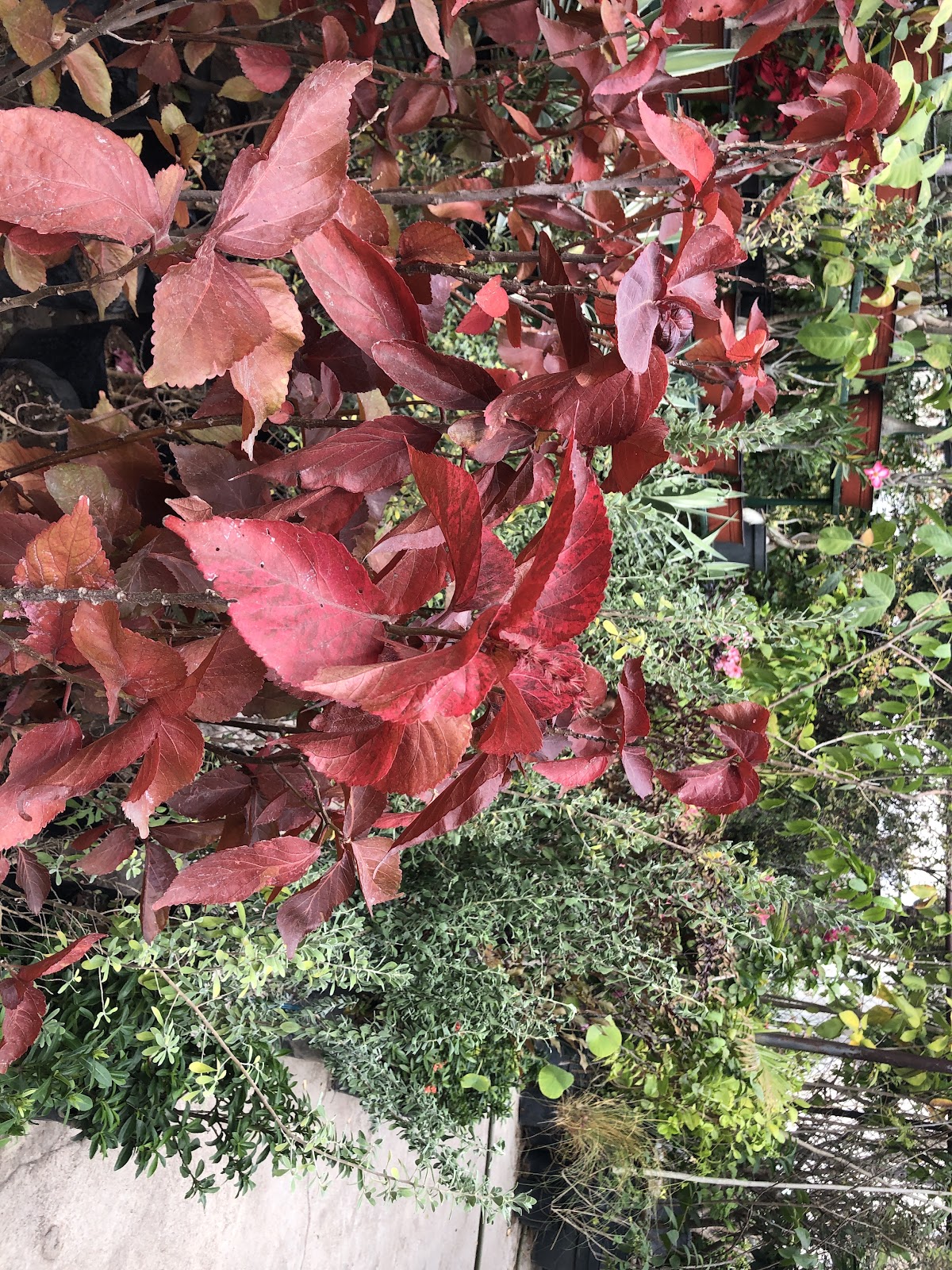 leetx-google-photo-86034-4 leetx-google-photo-86034-4