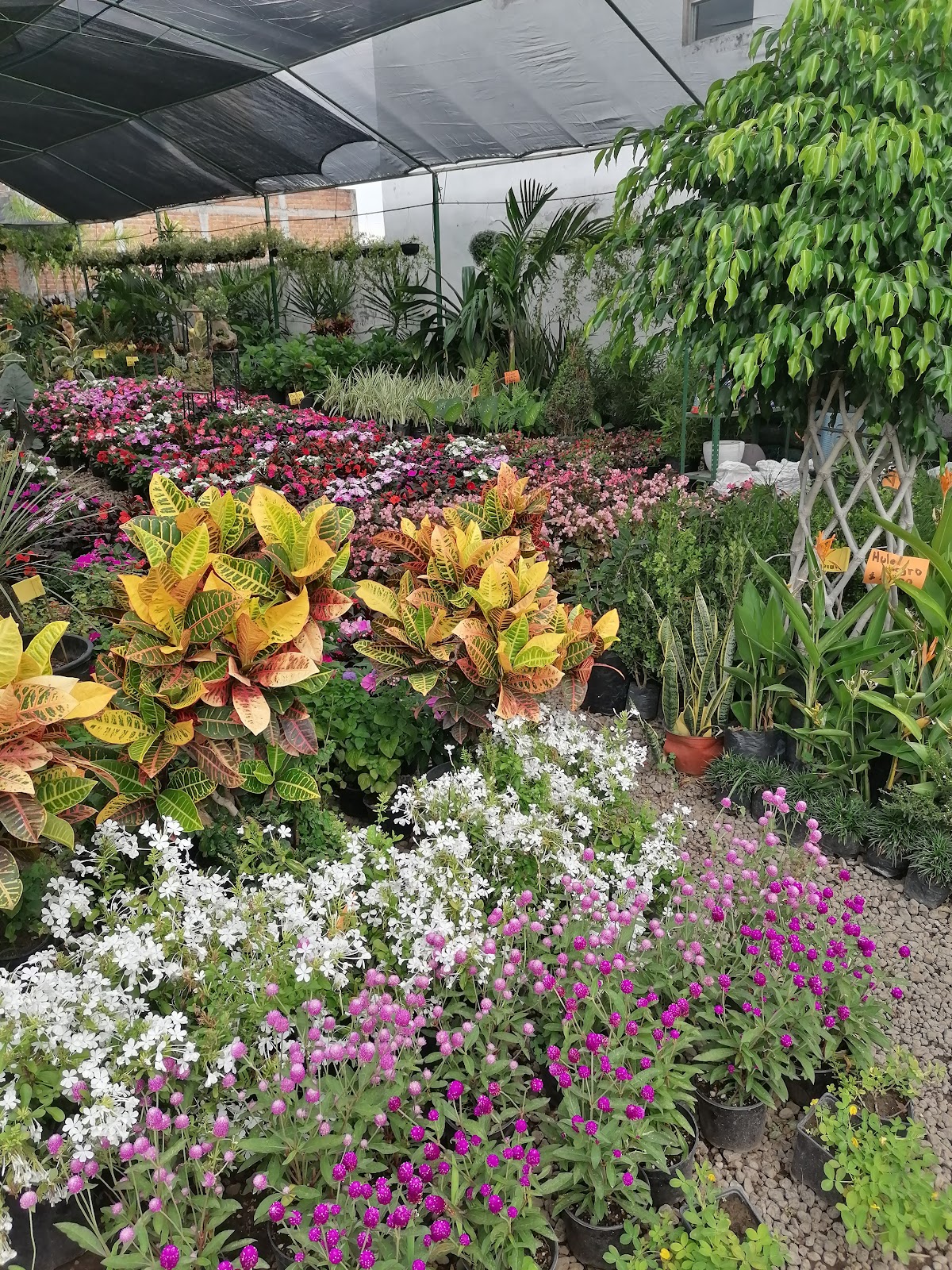 leetx-google-photo-86064-1