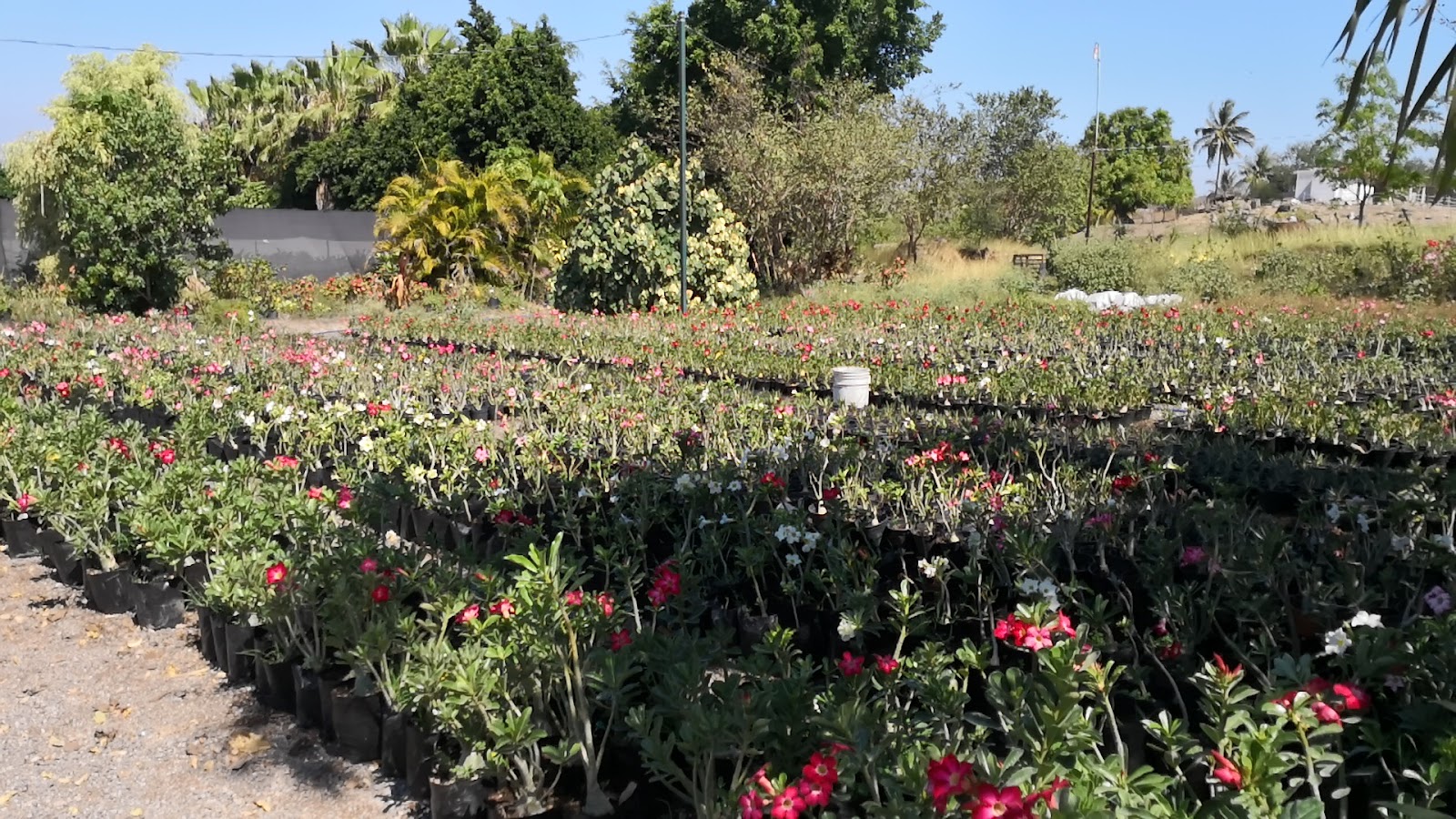 leetx-google-photo-86067-1