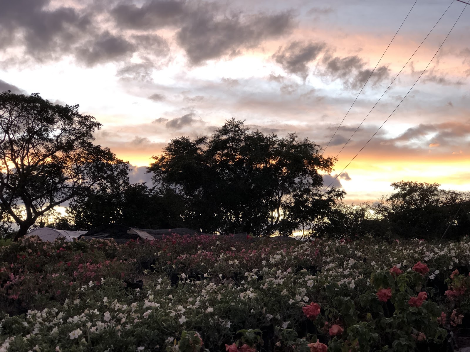 leetx-google-photo-86070-1