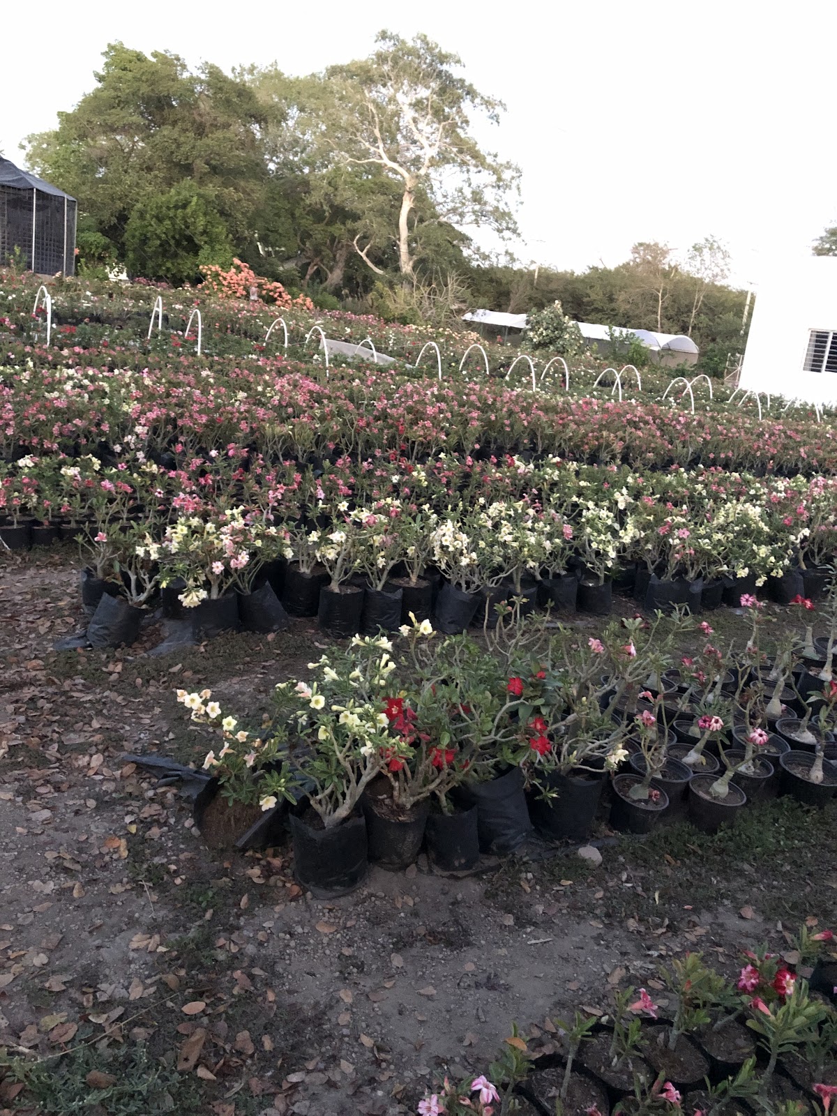 leetx-google-photo-86070-2 leetx-google-photo-86070-2