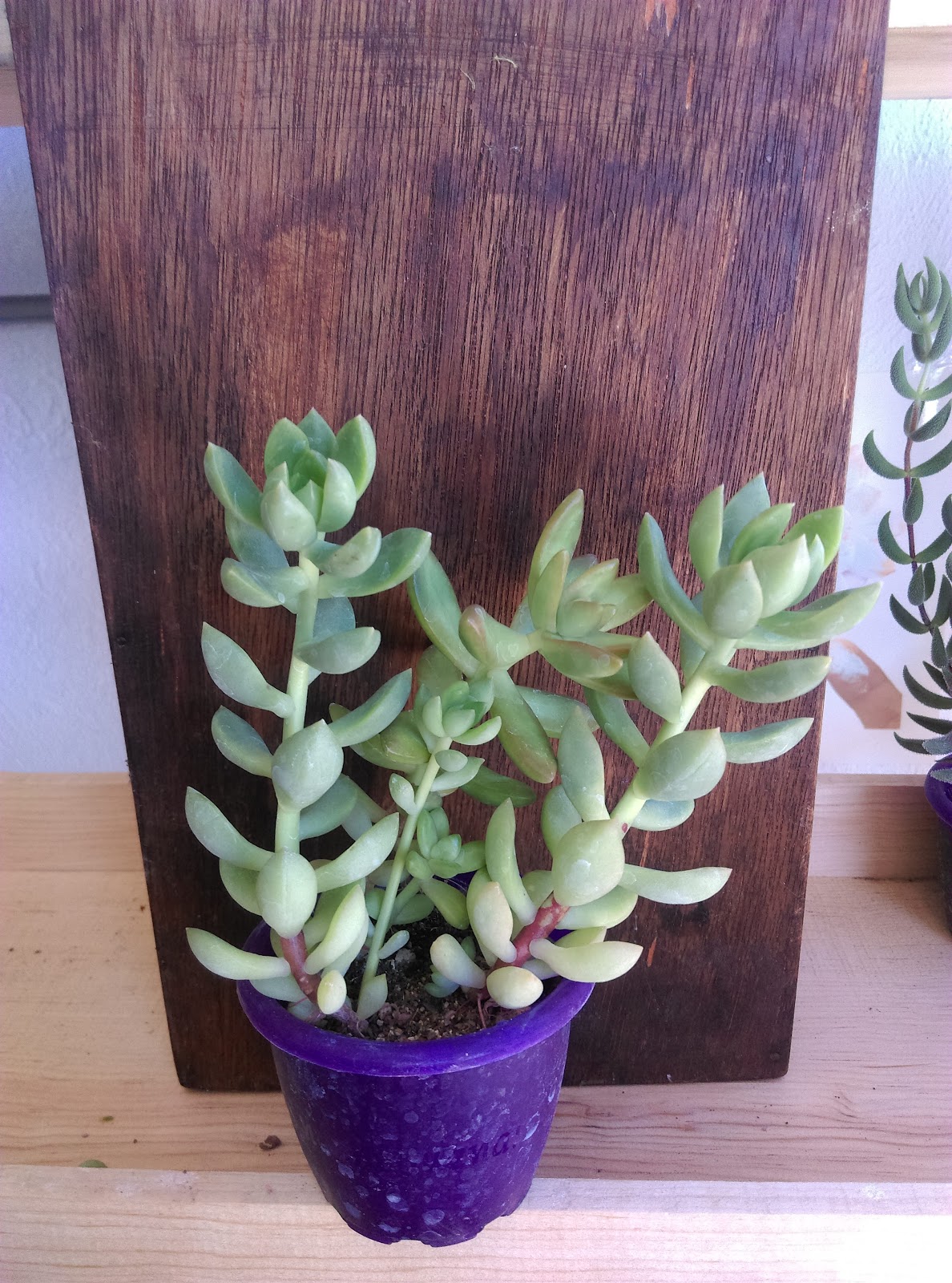 leetx-google-photo-86085-1