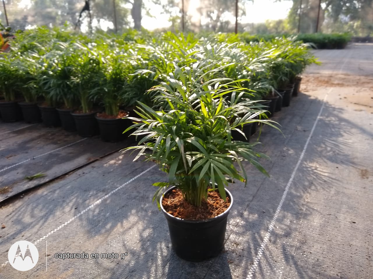 leetx-google-photo-86118-2 leetx-google-photo-86118-2