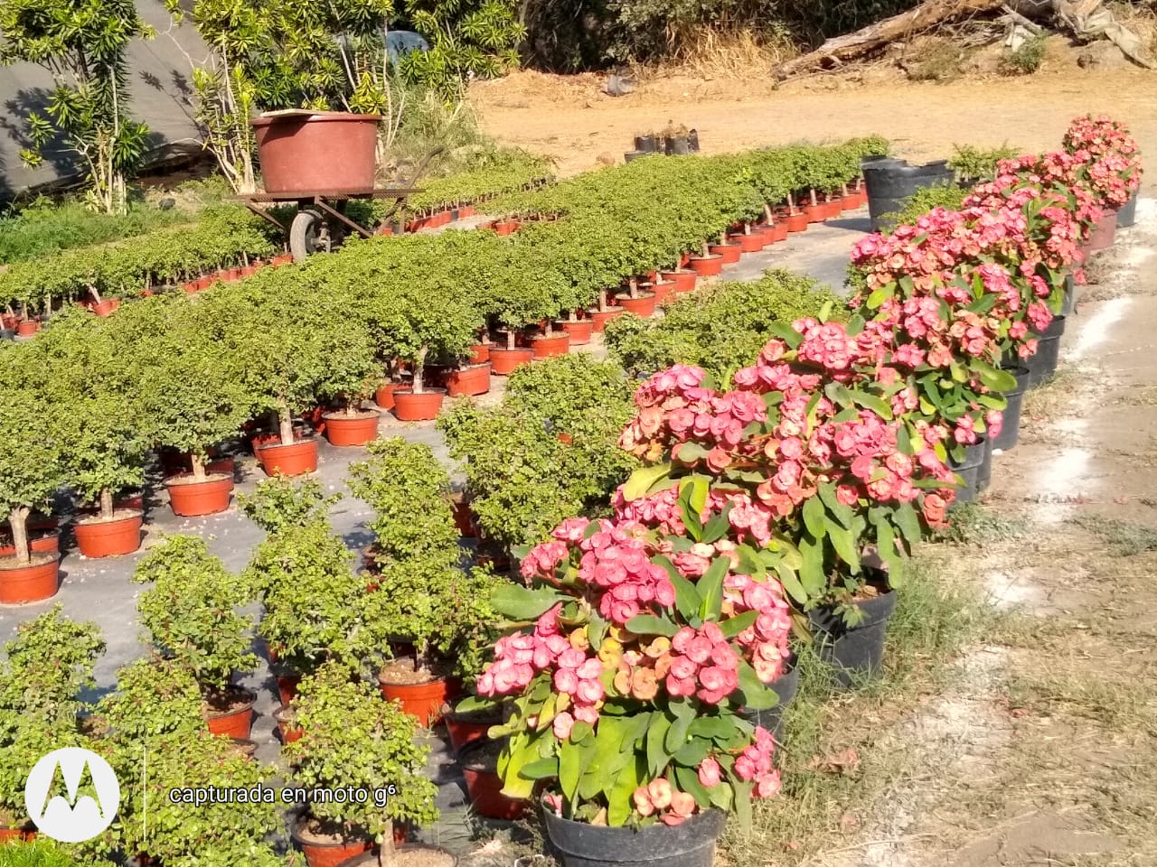 leetx-google-photo-86118-3 leetx-google-photo-86118-3