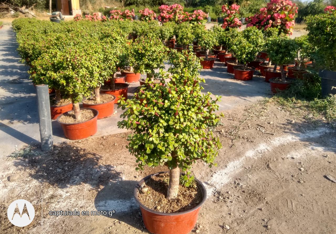 leetx-google-photo-86118-4 leetx-google-photo-86118-4