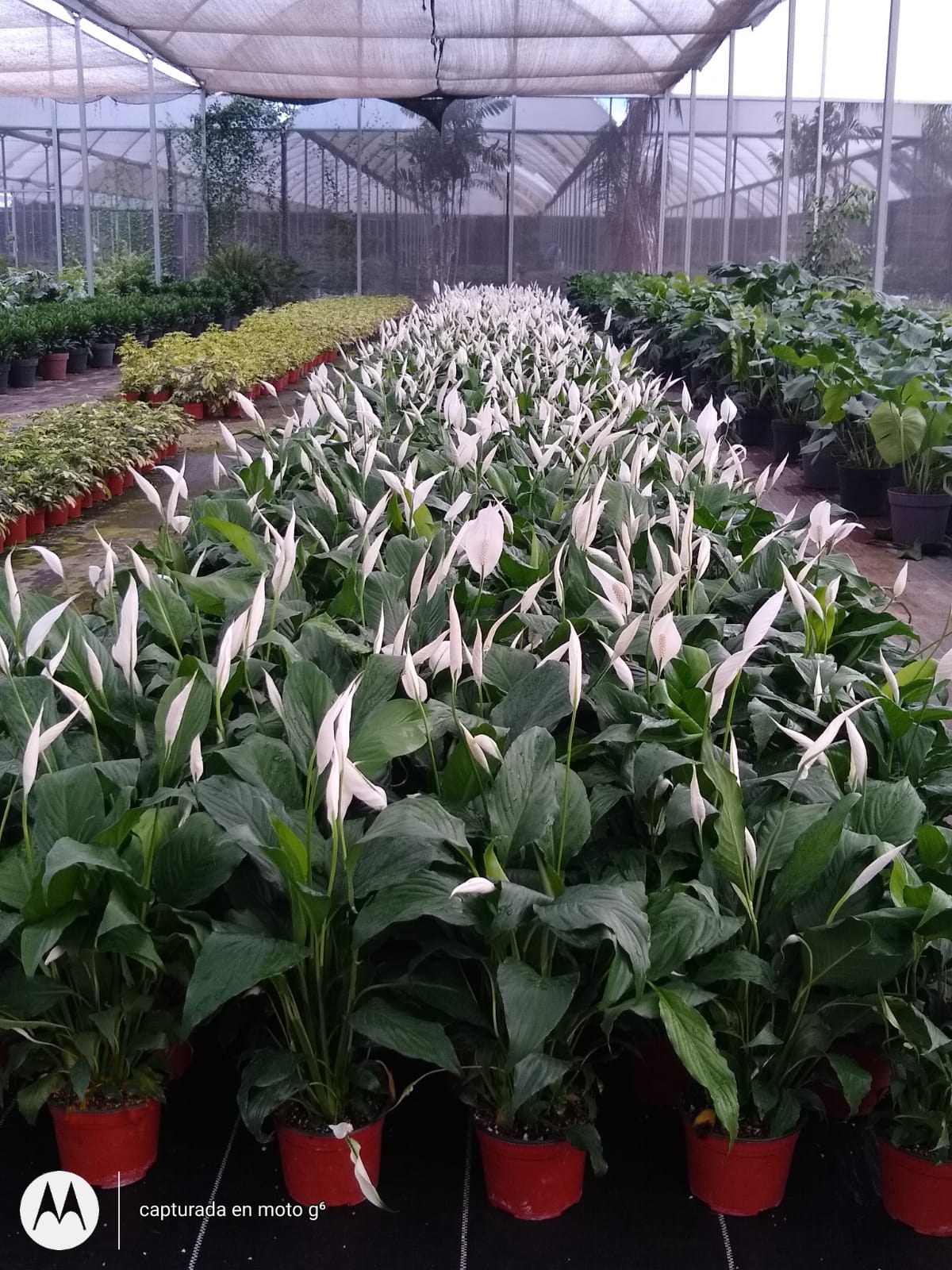 leetx-google-photo-86118-5 leetx-google-photo-86118-5