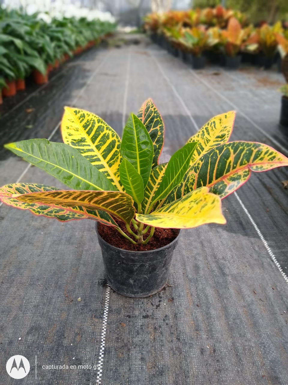 leetx-google-photo-86118-6 leetx-google-photo-86118-6