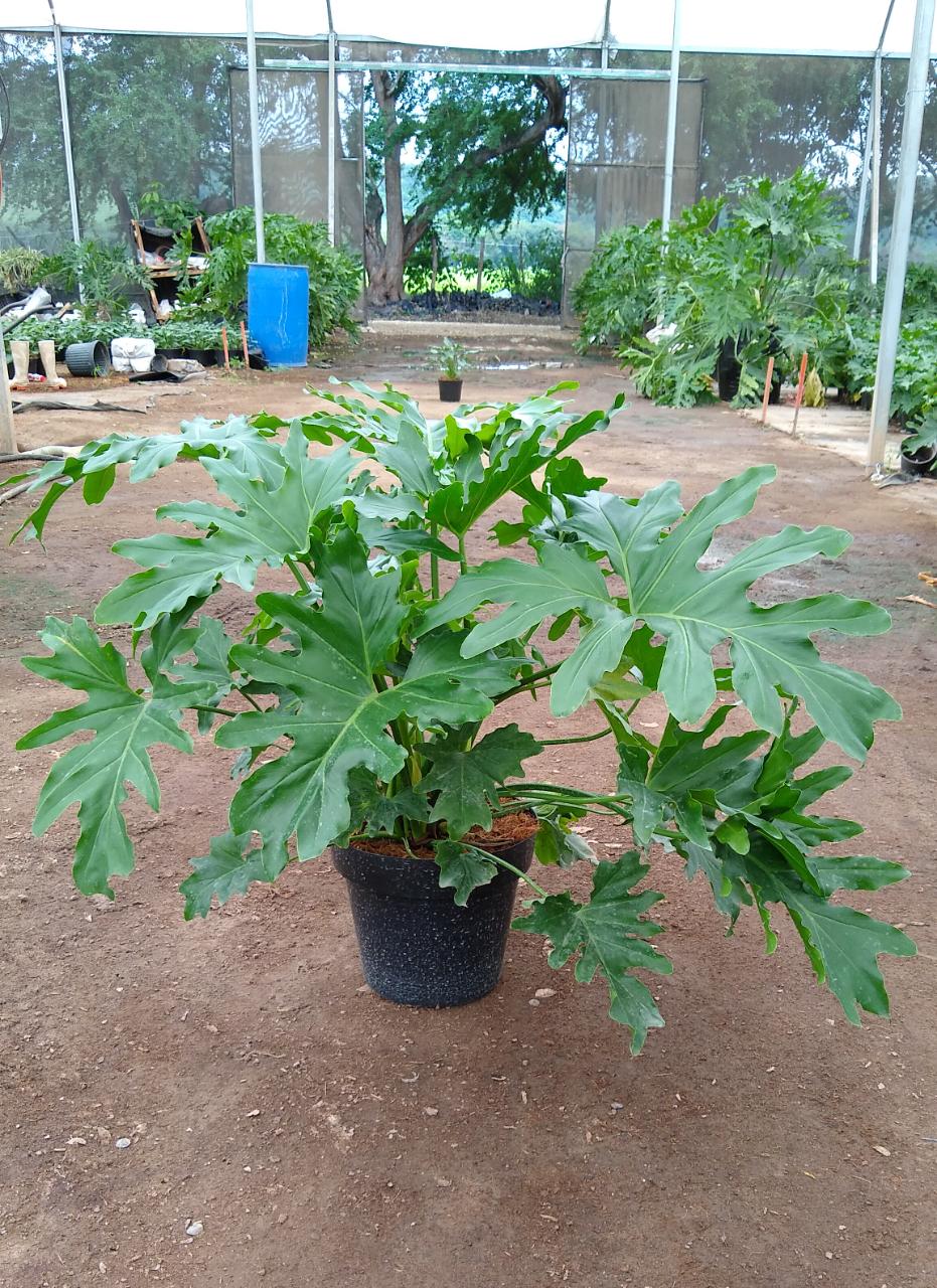 leetx-google-photo-86118-7 leetx-google-photo-86118-7